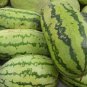 Best-Selling Jubilee Watermelon Seed - Red Flesh Heirloom Garden Melon Seeds