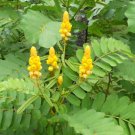New Arrival Candlestick Plant Seed - Candlebush Ringworm Cassia Medicinal