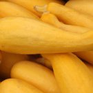 Limited Edition Yellow Straightneck Squash Seed - Early Prolific Summer Seeds