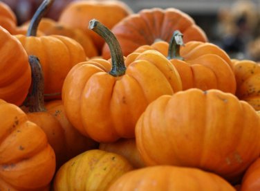 Top-Quality Jack Be Little Pumpkin Seed - Miniature Culinary Pumpkins Seeds