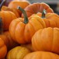 Top-Quality Jack Be Little Pumpkin Seed - Miniature Culinary Pumpkins Seeds