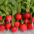 Premium Early Scarlet Globe Radish Seed - Spring Radishes Garden Vegetable