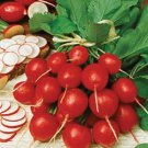 Premium Cherry Bell Radish Seed - Spring Radishes Garden Vegetable Seeds