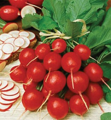 Premium Cherry Bell Radish Seed - Spring Radishes Garden Vegetable Seeds
