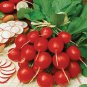 Premium Cherry Bell Radish Seed - Spring Radishes Garden Vegetable Seeds