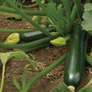 New Arrival Dark Green Zucchini Summer Squash Seed - Garden Vegetable Seeds