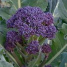Premium Early Purple Sprouting Broccoli Seed - Heirloom Garden Seeds