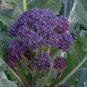 Premium Early Purple Sprouting Broccoli Seed - Heirloom Garden Seeds
