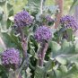 Premium Early Purple Sprouting Broccoli Seed - Heirloom Garden Seeds