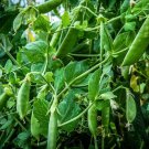 Best-Selling Sugar Ann Pea Seed - Sweet Edible Pod English Running Peas Seeds