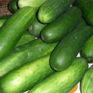 Premium Straight Eight Cucumber Seed - Heirloom Garden Vegetable Seeds