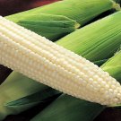 Exclusive Silver King Sweet Corn Seed - Hybrid (se) White Maize Garden Seeds