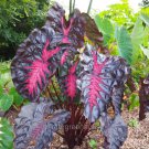 Best-Selling Colocasia, Redemption, Elephant Ears