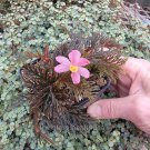Premium Begonia bipinnatifida, Fernleaf Begonia, Winterized 3Day Shipping