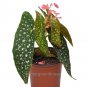 Limited Edition Begonia maculata Double Dot, Double Dot, Cane Begonia, Winterized 3Day Shipping