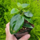 Top-Quality Aeschynanthus obconicus, Mona Lisa, Lipstick Plant