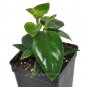 Top-Quality Aeschynanthus obconicus, Mona Lisa, Lipstick Plant