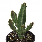 Best-Selling Stapelia gigantea, Zulu Giant