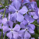 New Arrival Phlox divaricata, Blue Moon, Woodland Phlox