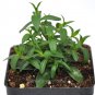 New Arrival Phlox divaricata, Blue Moon, Woodland Phlox