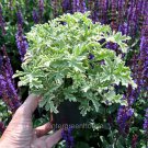 Exclusive Pelargonium graveolens, Grey Lady Plymouth, Geranium