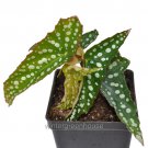 Top-Quality Begonia fibrous hybrid, Begonia, Winterized 3Day Shipping