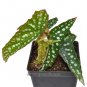 Top-Quality Begonia fibrous hybrid, Begonia, Winterized 3Day Shipping