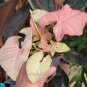 Exclusive Syngonium podophyllum, Arrowhead Plant, Neon Robusta, Winterized 3Day Shipping