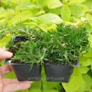 Top-Quality Phlox subulata, Creeping Phlox, Amazing Grace