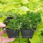 Top-Quality Phlox subulata, Creeping Phlox, Amazing Grace