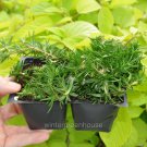Limited Edition Phlox subulata, Creeping Phlox, Emerald Blue