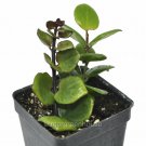 New Arrival Aeschynanthus Lipstick Thai Pink, Pink Lipstick Plant