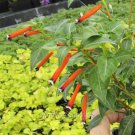 Top-Quality Cuphea ignea, Firecracker Plant