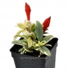 Limited Edition Columnea hirta, Variegated, Light Prince, Lipstick or Goldfish Plant