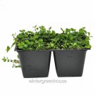 Exclusive Isotoma fluviatilis, Blue Star Creeper Ground Cover