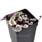 Premium Ceropegia woodii x, String of Hearts Variegated