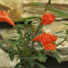 Premium Punica granatum nana, Dwarf Pomegranate Bonsai Tree