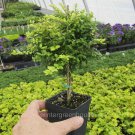 Exclusive Boxwood Honeysuckle, Tree Form