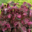 Limited Edition Oxalis Plum Crazy, Shamrock
