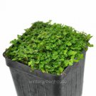 Top-Quality Soleirolia soleirolii, Baby Tears, Green