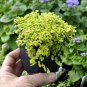 Premium Soleirolia soleirolii, Aurea, Baby Tears, Golden
