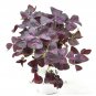 Best-Selling Oxalis triangularis Charmed Wine, Winterized 3Day Shipping