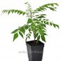 Top-Quality Murraya koenigii, Sweet Neem, Murraya Curry Leaf Plant