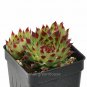 Exclusive Sempervivum, Sir William Lawrence, Hen and Chicks