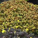 Premium Oxalis spiralis aurea, Amber Plum Crazy