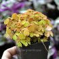 Premium Oxalis spiralis aurea, Amber Plum Crazy