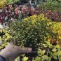 Premium Muehlenbeckia complexa, Fairy Vine