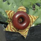 New Arrival Huernia zebrina, Life Saver Plant