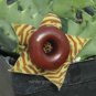 New Arrival Huernia zebrina, Life Saver Plant