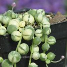 Premium Senecio rowleyanus, Variegated, String of Pearls